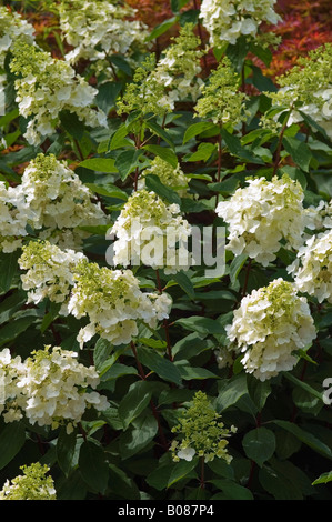 HYDRANGEA PANICULATA EINZIGARTIG Stockfoto