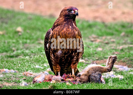 Red tailed Hawk Essen ein Kaninchen in California Feuchtgebiete des zentralen San Joaquin Valley im Merced National Wildlife Refuge Stockfoto