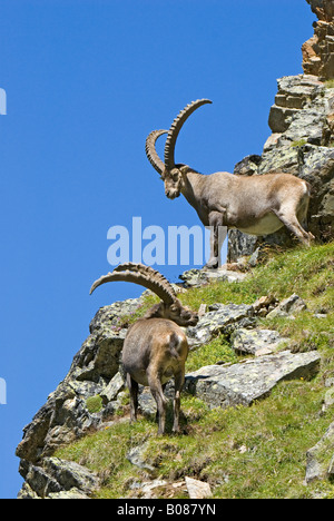 Alpensteinbock (Capra Ibex), zwei Männer stehen in einer Felswand Stockfoto