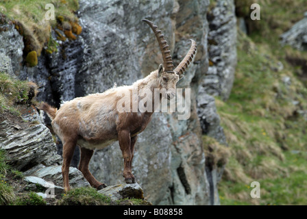 Alpensteinbock (Capra Ibex), männliche steht auf einer felsigen Klippe Stockfoto