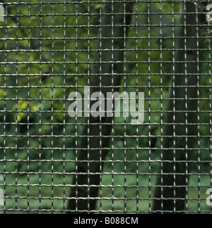 silbernen Zaun vor Baum Stockfoto