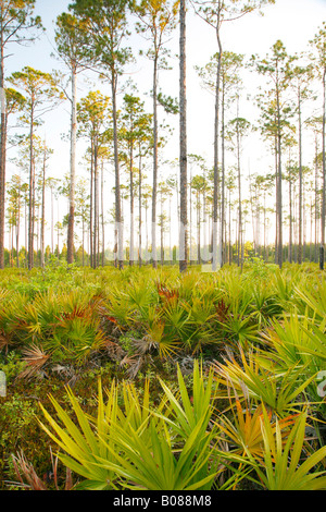 Slash-Kiefer (Pinus Elliottii) und Palmetto bei Sonnenaufgang, Okefenokee Swamp National Wildlife Refuge, Georgien Stockfoto