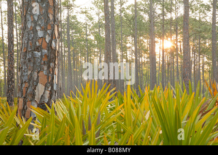 Slash-Kiefer (Pinus Elliottii) und Palmetto bei Sonnenaufgang, Okefenokee Swamp National Wildlife Refuge, Georgien Stockfoto