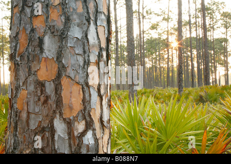 Slash-Kiefer (Pinus Elliottii) und Palmetto bei Sonnenaufgang, Okefenokee Swamp National Wildlife Refuge, Georgien Stockfoto
