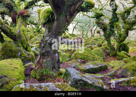 Verdrehte Eichen wachsen unter den bemoosten Felsbrocken in Wistmans Holz Dartmoor National Park Devon England Stockfoto