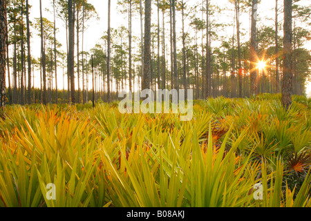 Slash-Kiefer (Pinus Elliottii) und Palmetto bei Sonnenaufgang, Okefenokee Swamp National Wildlife Refuge, Georgien Stockfoto