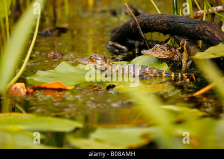 Baby amerikanischer Alligator (Alligator Mississippiensis) Suwanee Kanal, Okefenokee Swamp National Wildlife Refuge, Georgien Stockfoto