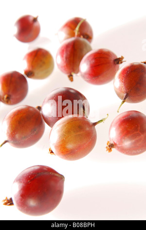 Rote Stachelbeere, rote Stachelbeere Stockfoto