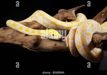 Albino-Python wickeln auf Baum Stockfoto