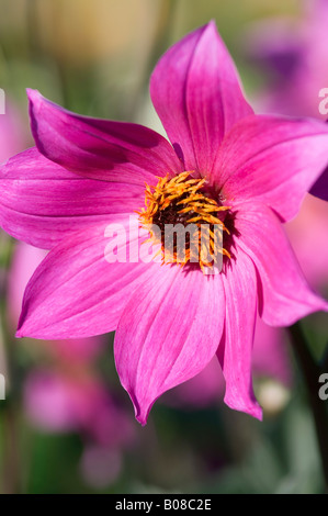 DAHLIE MAGENTA STAR Stockfoto