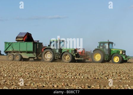 Zwiebeln geerntet auf einer Farm in Bawdsey, Suffolk, UK. Stockfoto