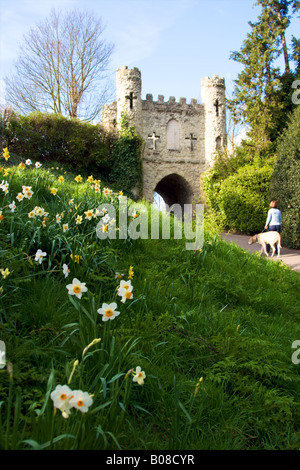 Reigate Schloß, eine Gehhilfe mit ihrem Hund und Narzissen im April Stockfoto