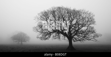 Nebliger Morgen in einem Baum gesäumten Feld, Black Dog, Mid Devon, England Stockfoto