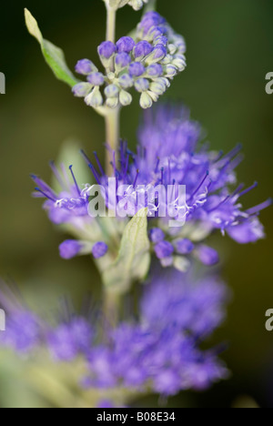 CARYOPTERIS HIMMLISCHEN BLAU Stockfoto