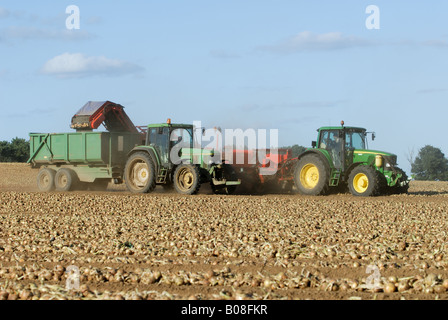 Zwiebeln geerntet auf einer Farm in Bawdsey, Suffolk, UK. Stockfoto