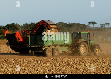 Zwiebeln geerntet auf einer Farm in Bawdsey, Suffolk, UK. Stockfoto