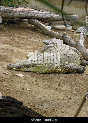 Crocodylus Intermedius (Gräber, 1819) Stockfoto