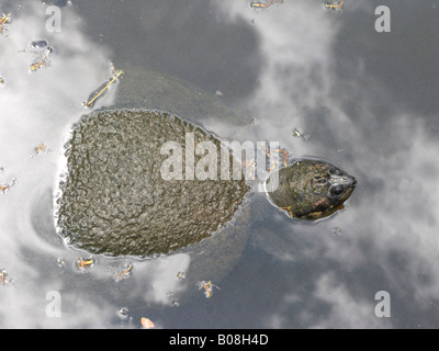 riesigen südamerikanischen Fluss Schildkröte (Podocnemis Expansa) Tortuga Arrau Stockfoto