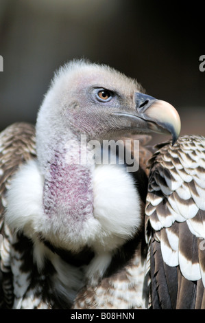 Ruppell der Griffon Vulture abgeschottet rueppelli Stockfoto