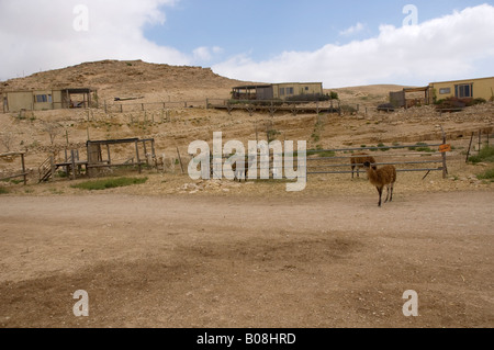 Eine Teilansicht der Alpaka Farm in Mitzpe Ramon, Israel Stockfoto