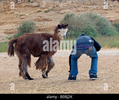 Du willst mich auf seinem Rücken reiten? Stockfoto