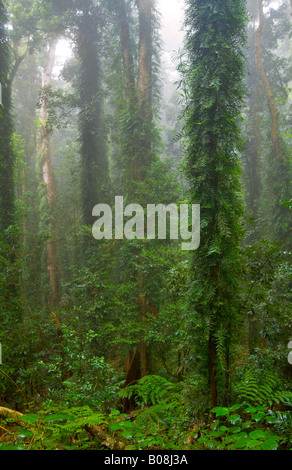 die Schönheit der Natur in den Dorrigo Regenwald an einem nebeligen Tag Stockfoto