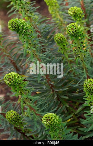 EUPHORBIA CHARACIAS SCHWARZE PERLE WOLFSMILCH Stockfoto