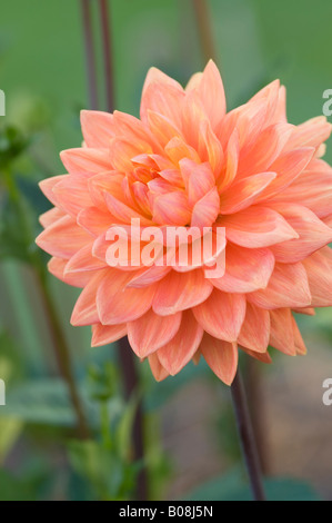 DAHLIE CHARLIE DIMMOCK Stockfoto