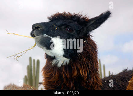 Alpaka, Vicugna Pacos, Alpaka Farm Mitzpe Ramon Israel Stockfoto