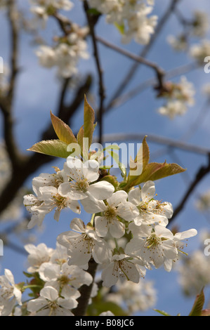 Nahaufnahme einer Kirschblüte vor blauem Himmel 1/2 Stockfoto