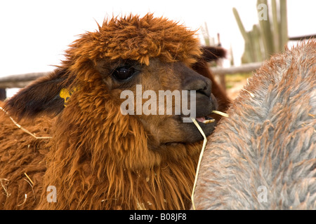 Braune Alpaka Stockfoto