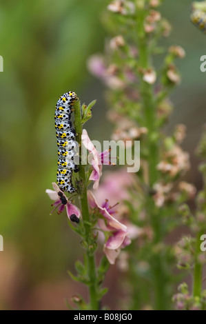 CUCULLIA VERBASCI KÖNIGSKERZE FALTER RAUPE AUF VERBASCUM Stockfoto