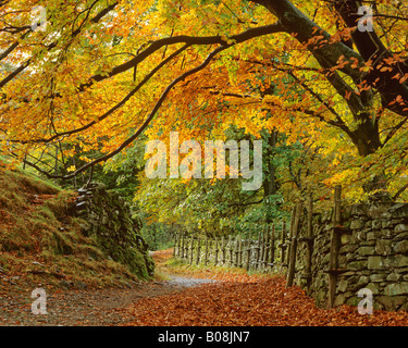 Verfolgen Sie durch herbstlichen Wald, über Grasmere, Nationalpark Lake District, Cumbria, UK. Buche, überhängenden Weg. Stockfoto