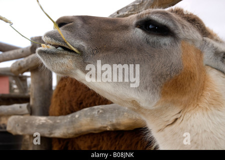 Alpaka kauen auf einen Strohhalm, farm Alpaka Mitzpe Ramon Israel Stockfoto