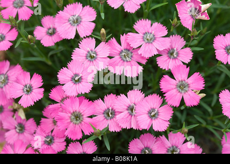 Dianthus 'Inshriach Dazzler"- alpine rosa. Stockfoto