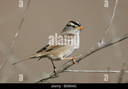 Eine weiße gekrönt Spatz sitzt auf einem Ast, San Diego, Kalifornien, USA. Stockfoto