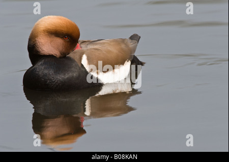 Rot crested Tafelenten (Netta Rufina) ruht auf dem Wasser Martin bloße Wildfowl und Feuchtgebiete Vertrauen Burscough Lancashire UK April Stockfoto