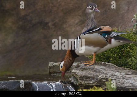 Mandarinenten Aix Galericulata paar am Wasser Kante Martin bloße Wildfowl und Feuchtgebiete Vertrauen Burscough Lancashire UK Stockfoto