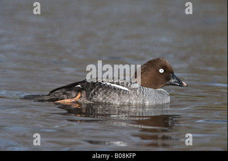 Gemeinsamen Goldeneye Bucephala Clangula Erwachsenfrau auf Wasser Martin bloße Wildfowl und Feuchtgebiete Vertrauen Burscough Lancashire UK April Stockfoto