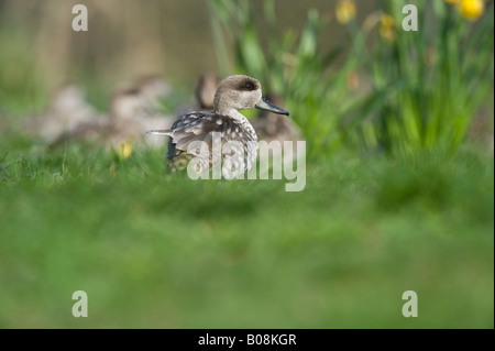 Marmorierte Teal Marmaronetta Angustirostris Erwachsenen in Gruppe Martin bloße Wildfowl und Feuchtgebiete Vertrauen Burscough Lancashire UK April Stockfoto