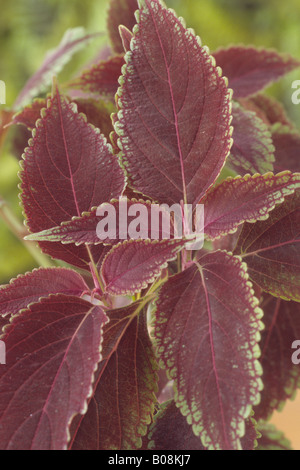 Solenostemon 'Etna' (Coleus, Flamme Brennessel, Painted Brennnessel.) Nahaufnahme der farbigen Blätter. Stockfoto