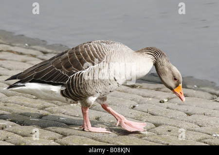 Graue Verzögerung Gans auf der Suche nach Nahrung auf Kopfsteinpflaster Anser anser Stockfoto