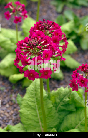 PRIMULA JAPONICA MILLERS CRIMSON Stockfoto