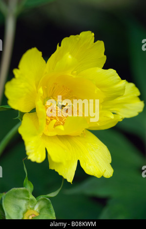 PAEONIA DELAVAYI LUTEA CHINESISCHE BAUM PFINGSTROSE Stockfoto