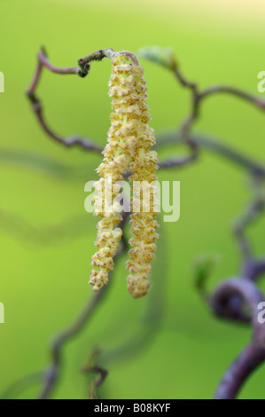 CORYLUS AVELLANA CONTORTA KORKENZIEHER HASEL KÄTZCHEN Stockfoto