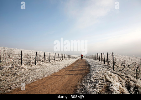 Mann joggen durch Weinberge im Winter, frost, Deutsche Weinstraße, Deutsche Weinstraße, Frankweiler, Südpfalz, Rhinela Stockfoto