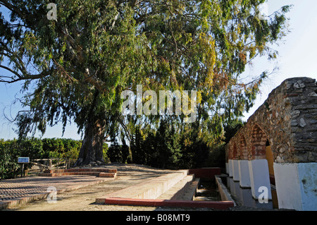 La Rana, öffentlichen Waschplatz, 100-Year-Old Eukalyptusbaum, Gata de Gorgos, Alicante, Costa Blanca, Spanien Stockfoto