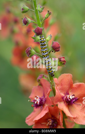 CUCULLIA VERBASCI KÖNIGSKERZE FALTER RAUPE AUF VERBASCUM CHEROKEE Stockfoto