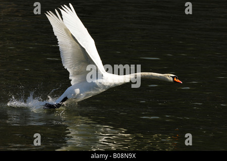 Mute Swan (Cygnus Olor) ausziehen aus der Oberfläche des Wassers Stockfoto