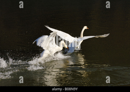 Höckerschwan (Cygnus Olor) jagen entfernt seinen Rivalen Stockfoto